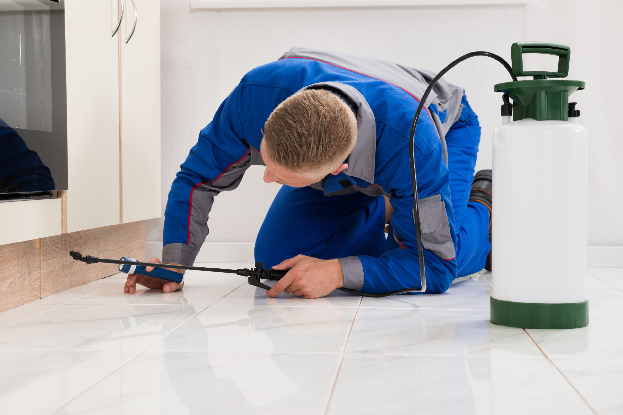 Ants Removal Technician Lebanon